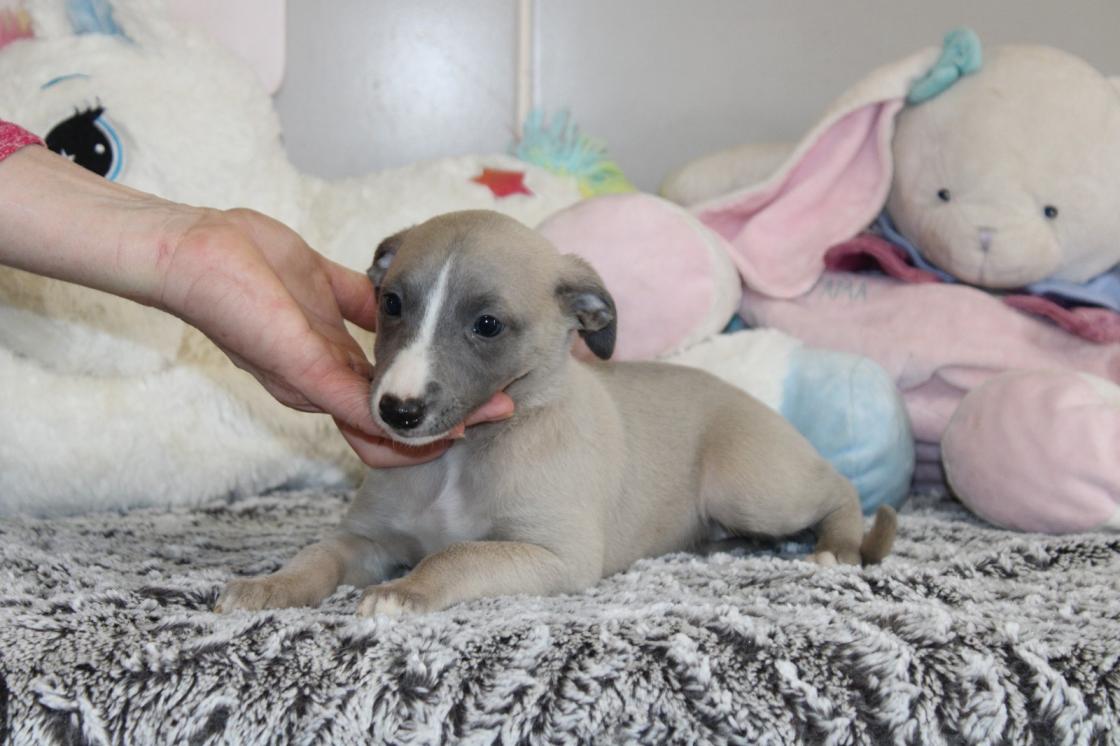 chiot disponible