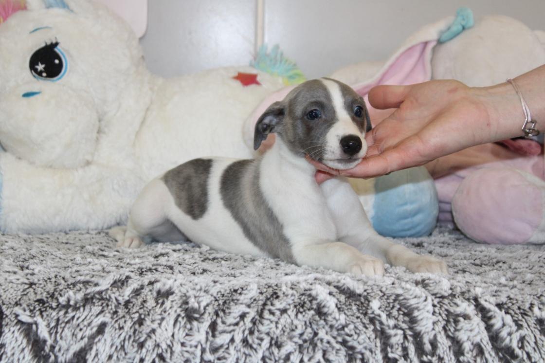 Chiot Whippet Disponible