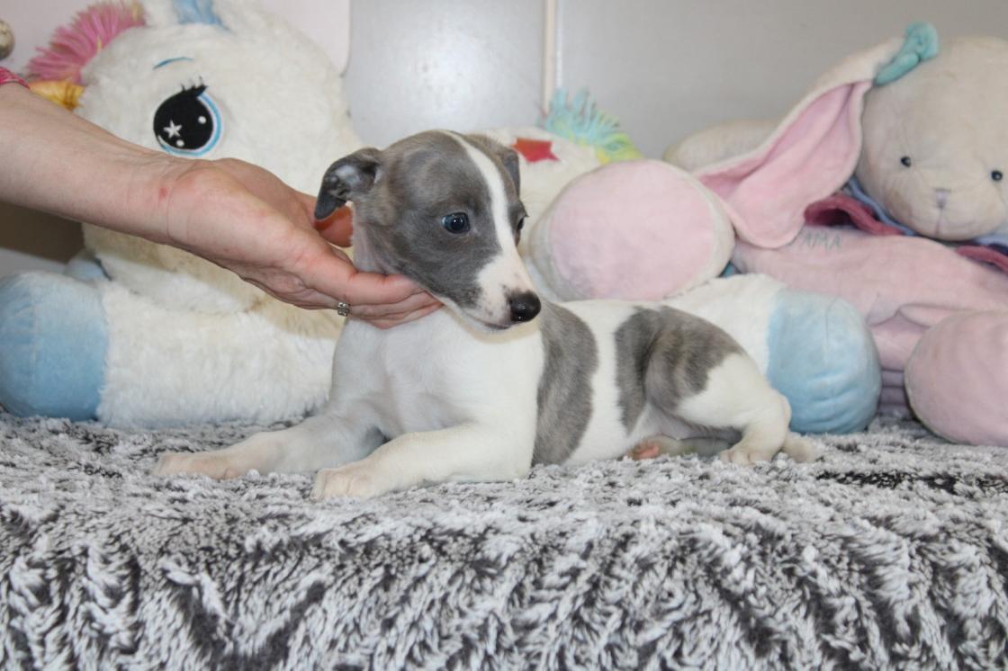 chiot disponible
