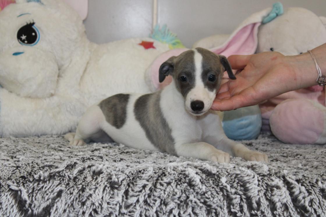 chiot disponible