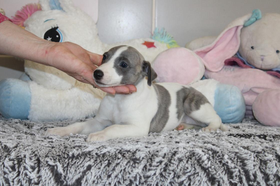 chiot disponible