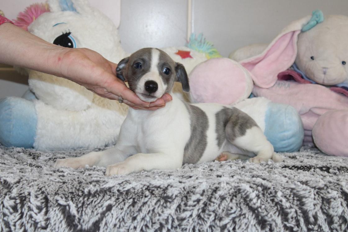 chiot disponible