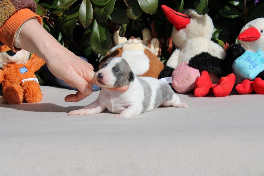 chiot disponible