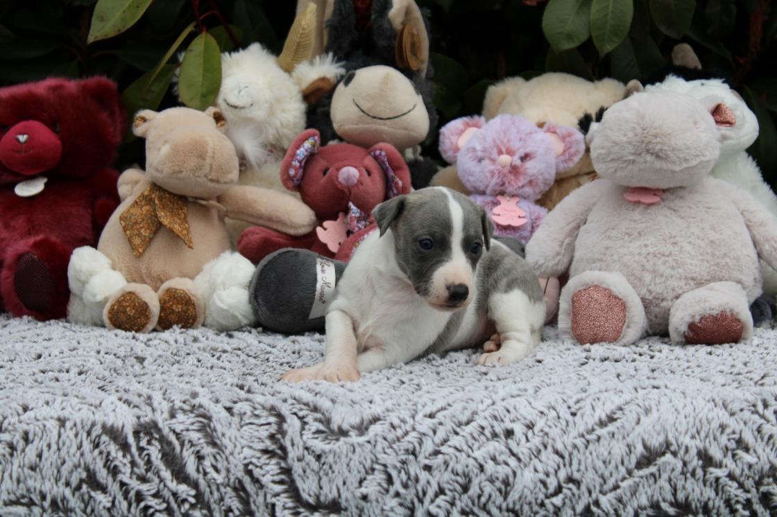 chiot disponible