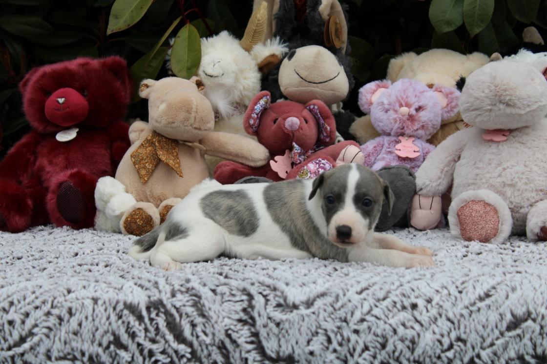 chiot disponible
