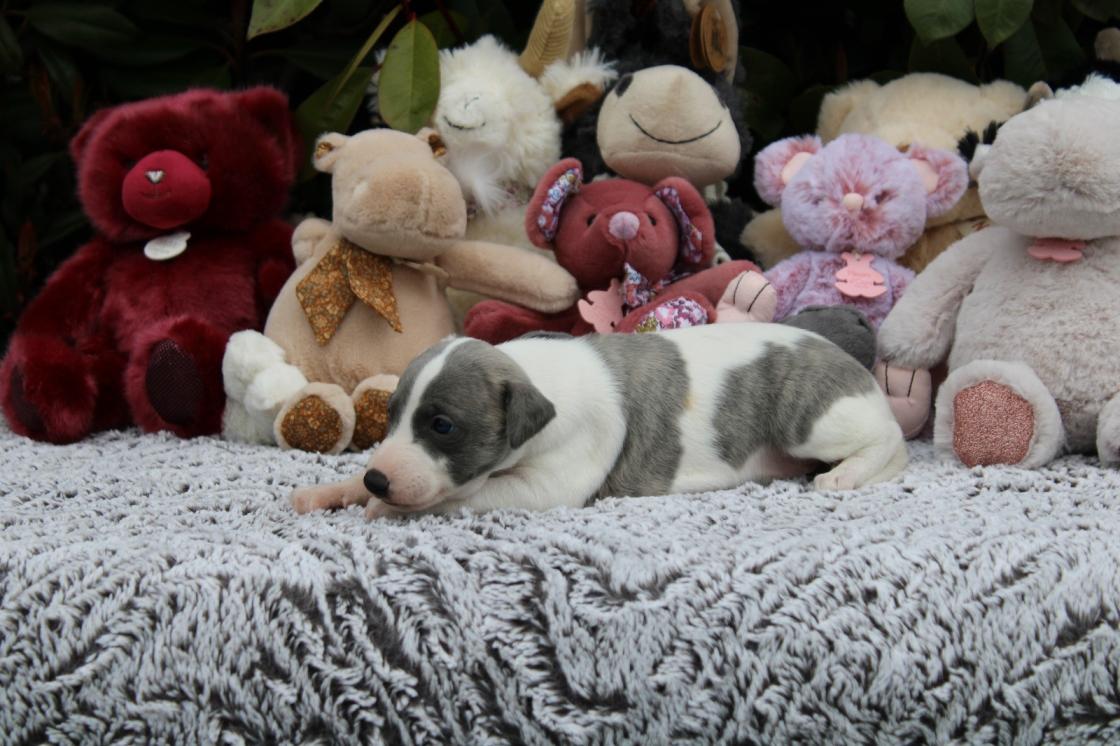 chiot disponible