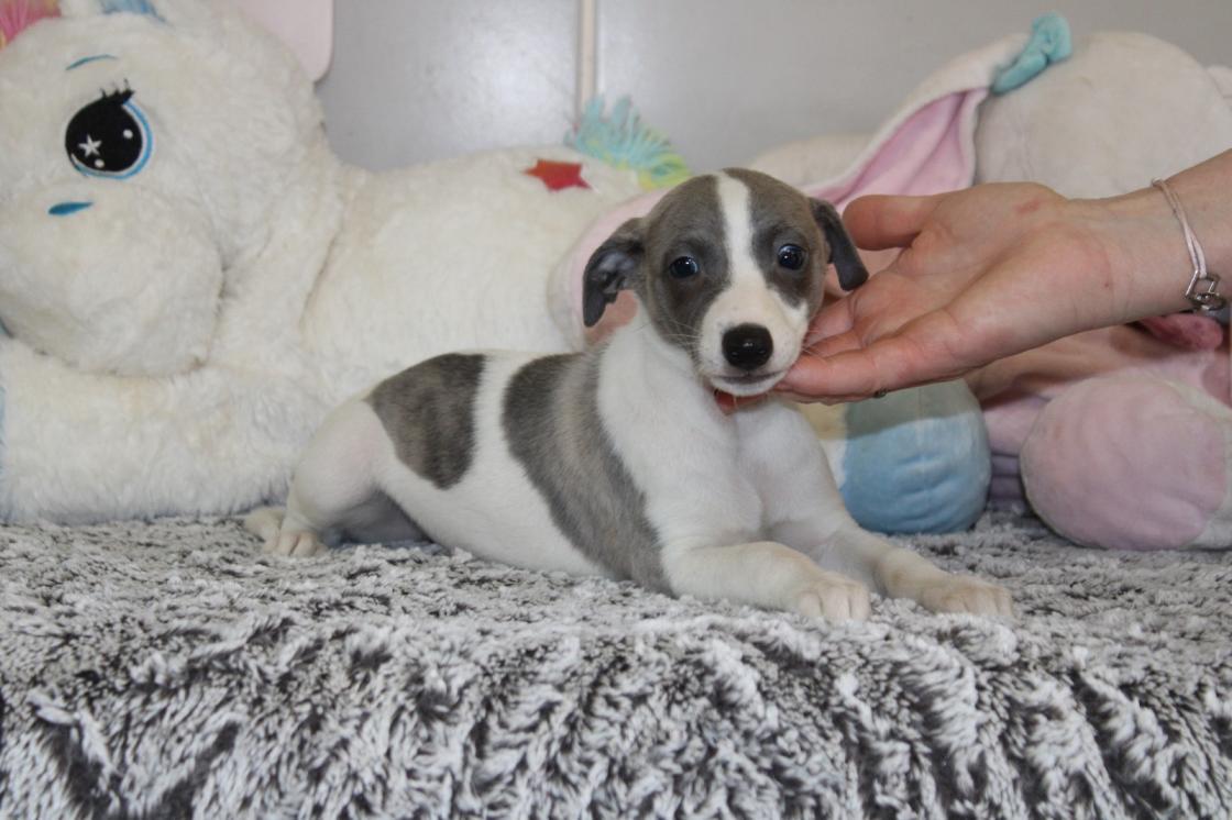 chiot disponible
