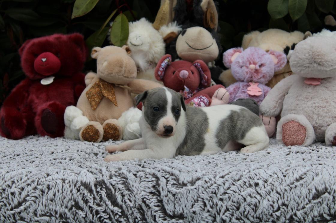 chiot disponible