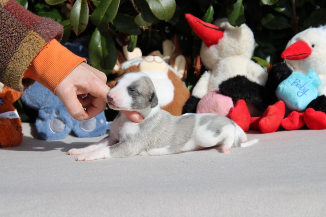 chiot disponible