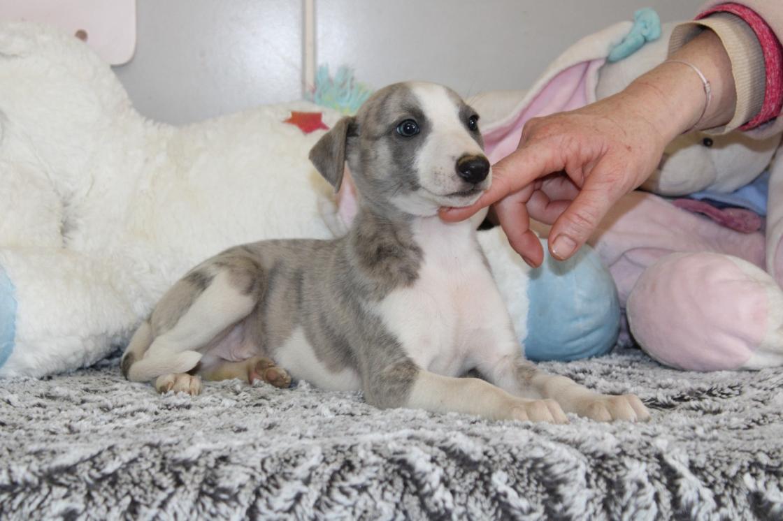 chiot disponible