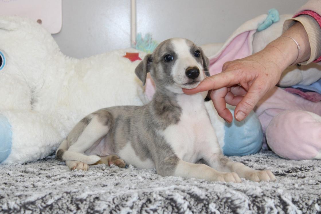 chiot disponible