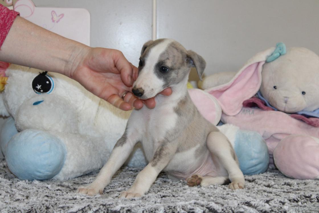 chiot disponible