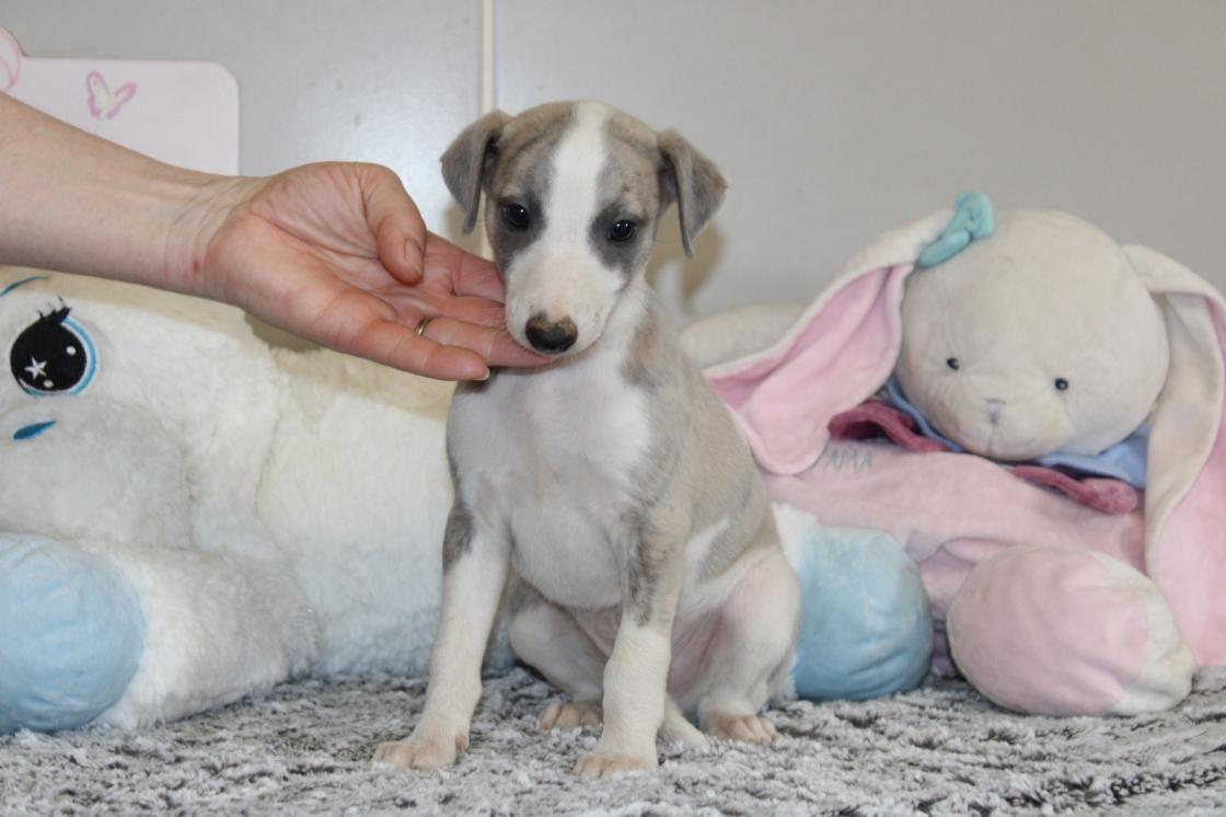 chiot disponible