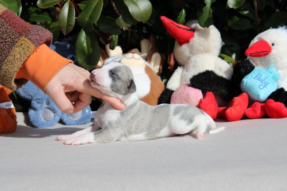 chiot disponible