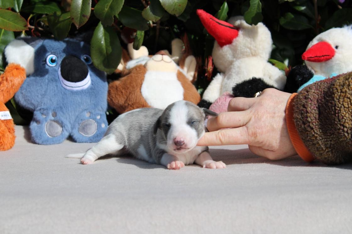 chiot disponible