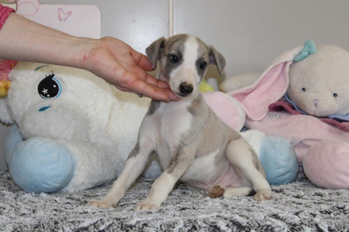 chiot disponible