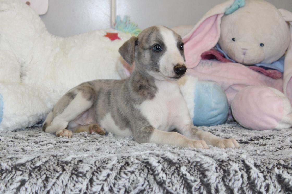 chiot disponible