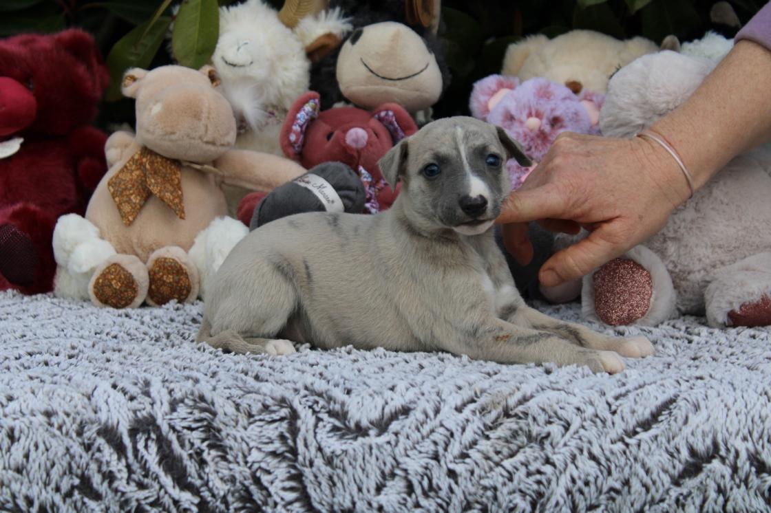 chiot disponible