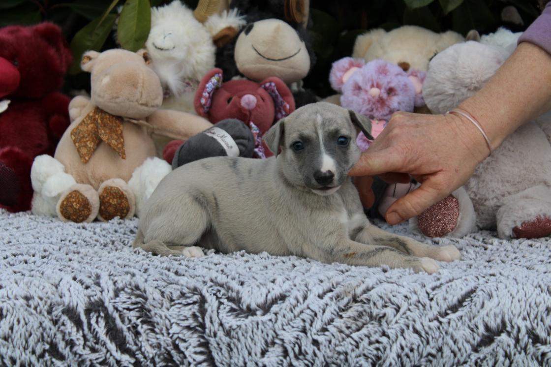 chiot disponible