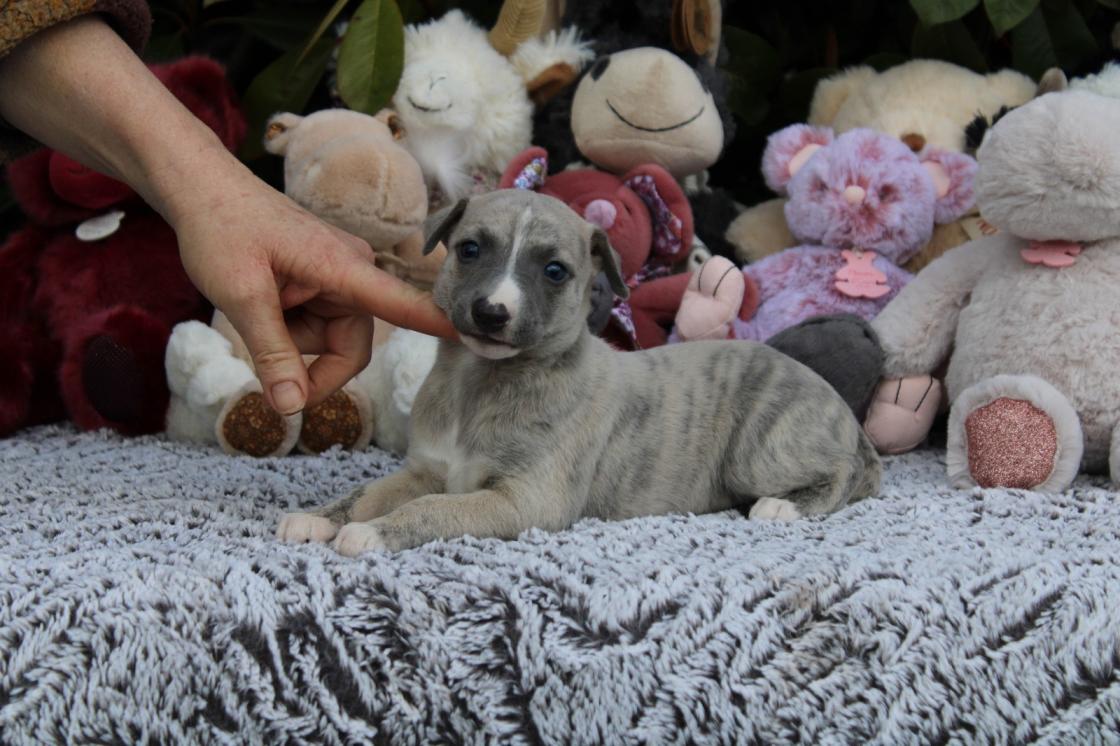 chiot disponible