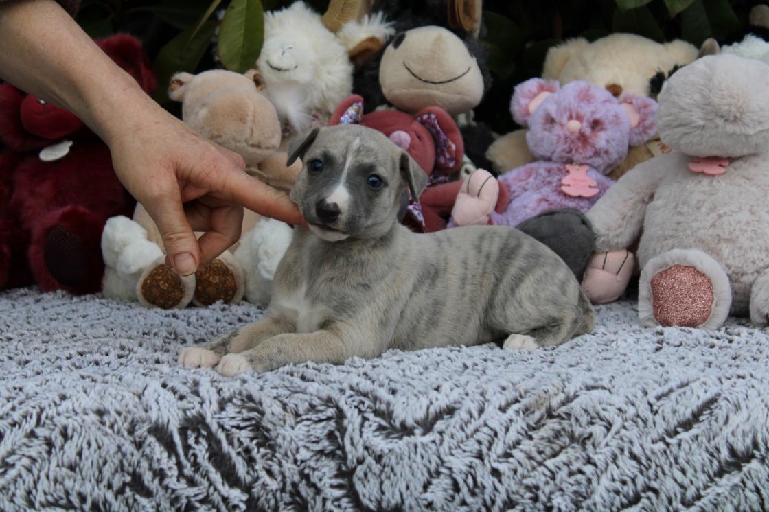 chiot disponible
