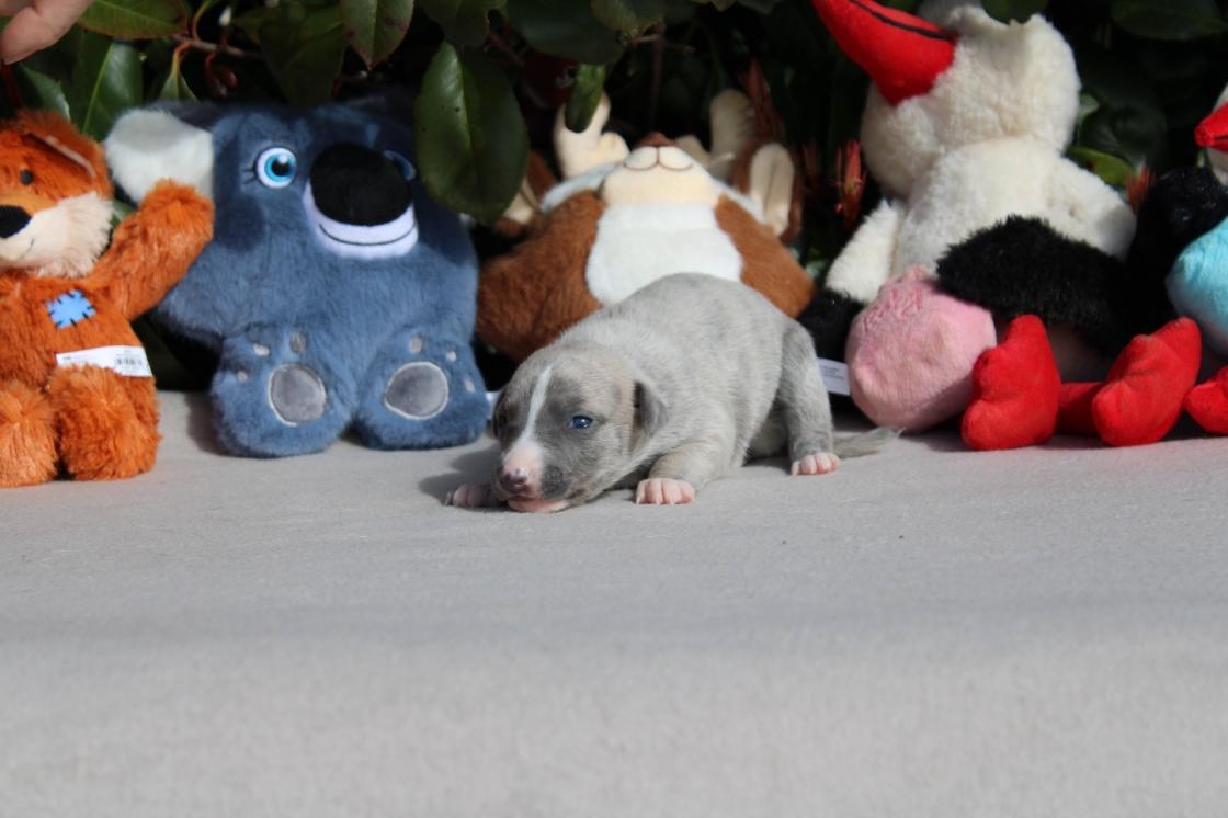 chiot disponible