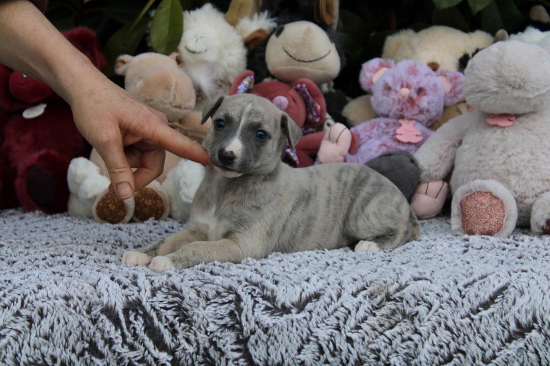 chiot disponible