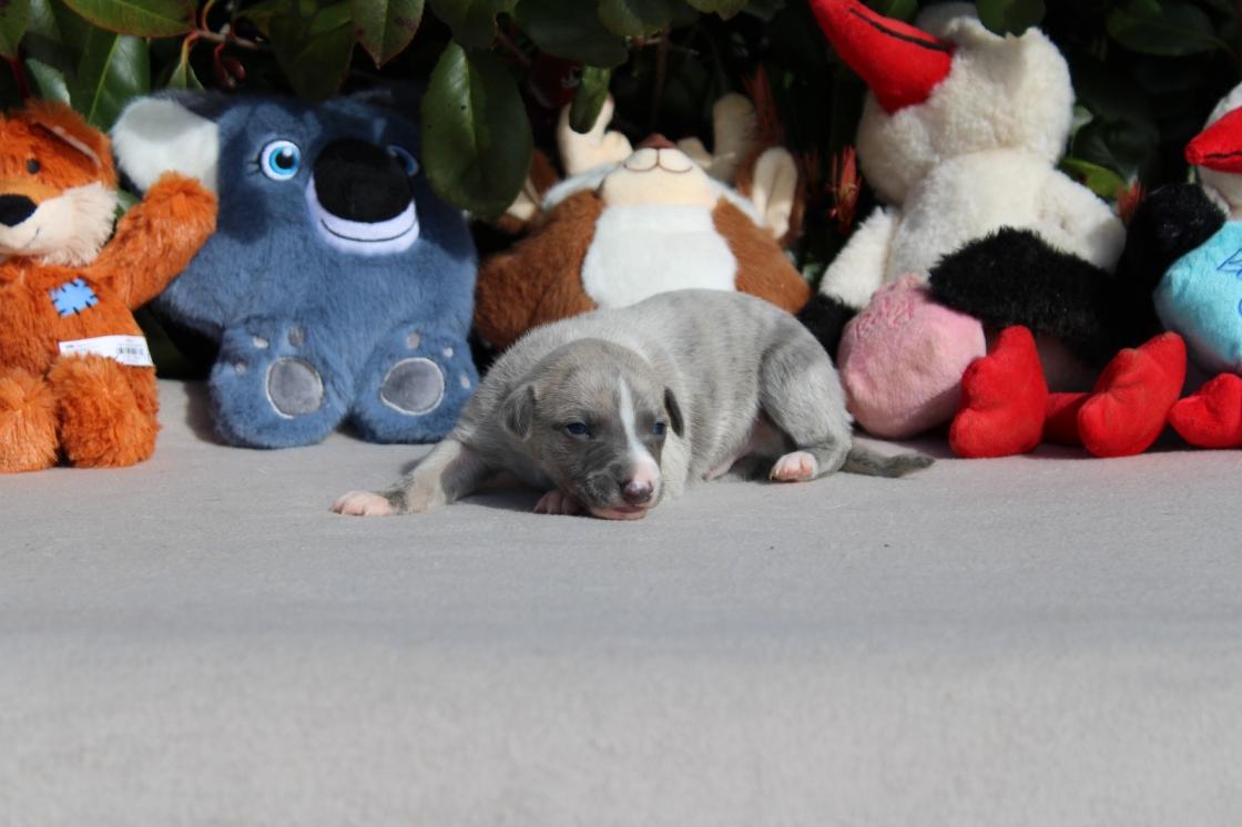 chiot disponible