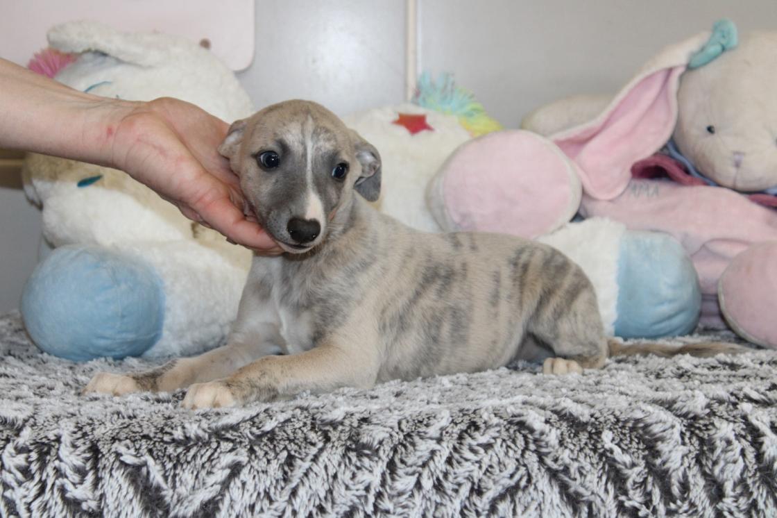 Chiot Whippet Disponible