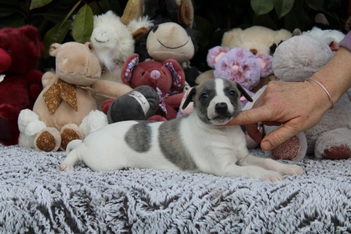chiot disponible