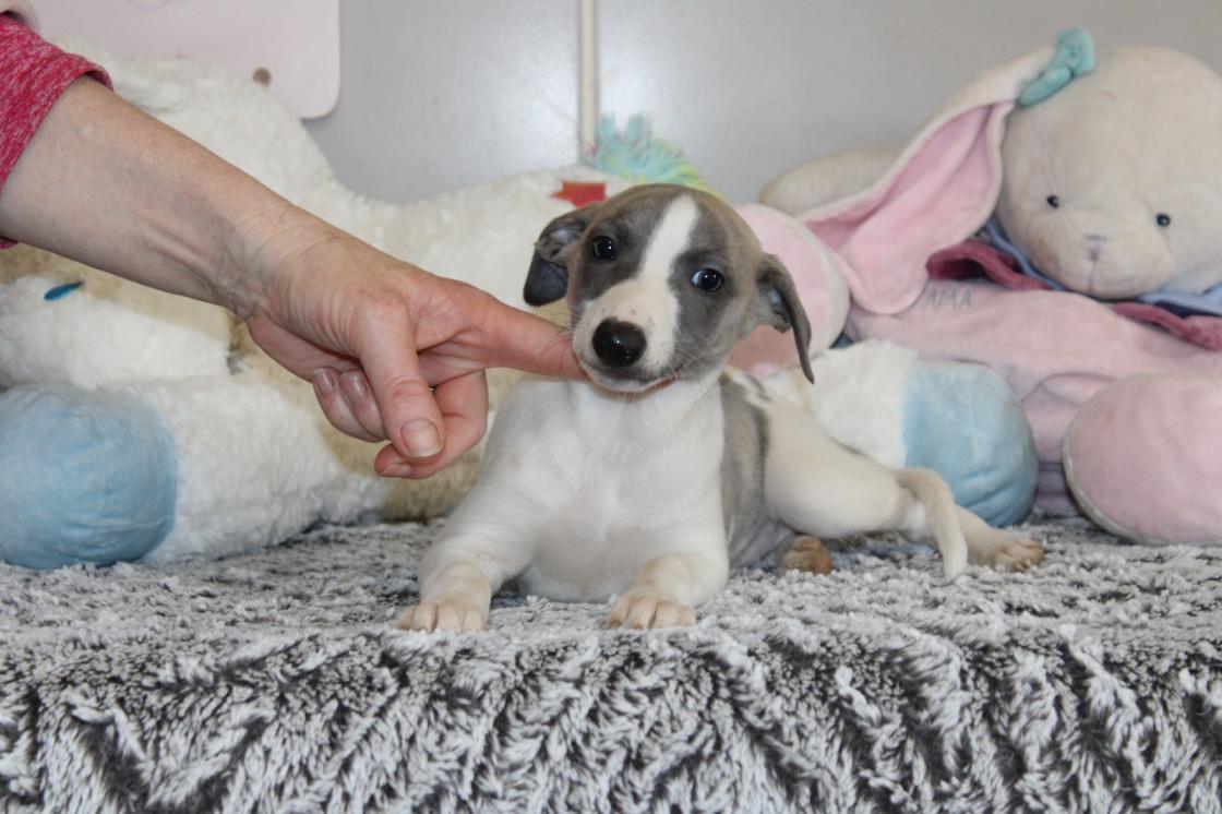 chiot disponible