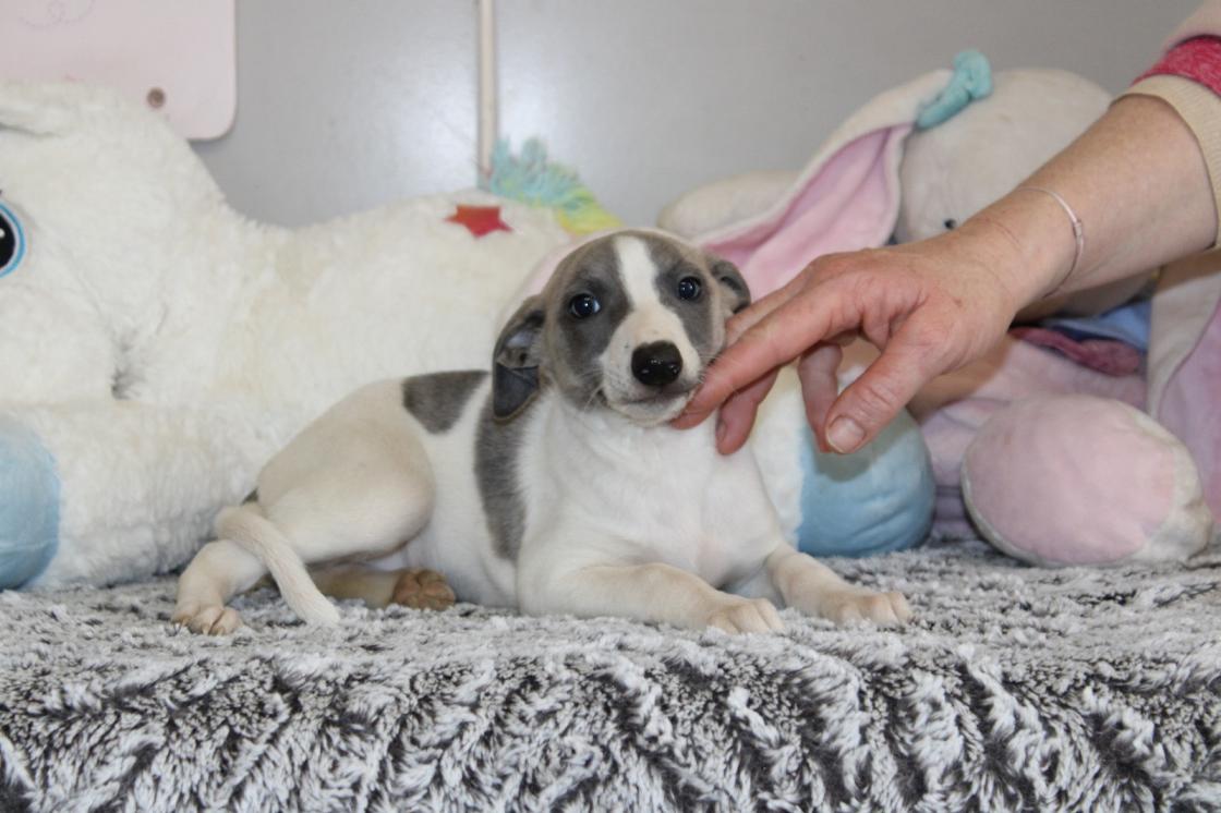 chiot disponible