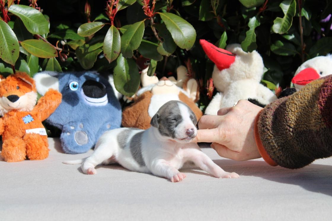 chiot disponible
