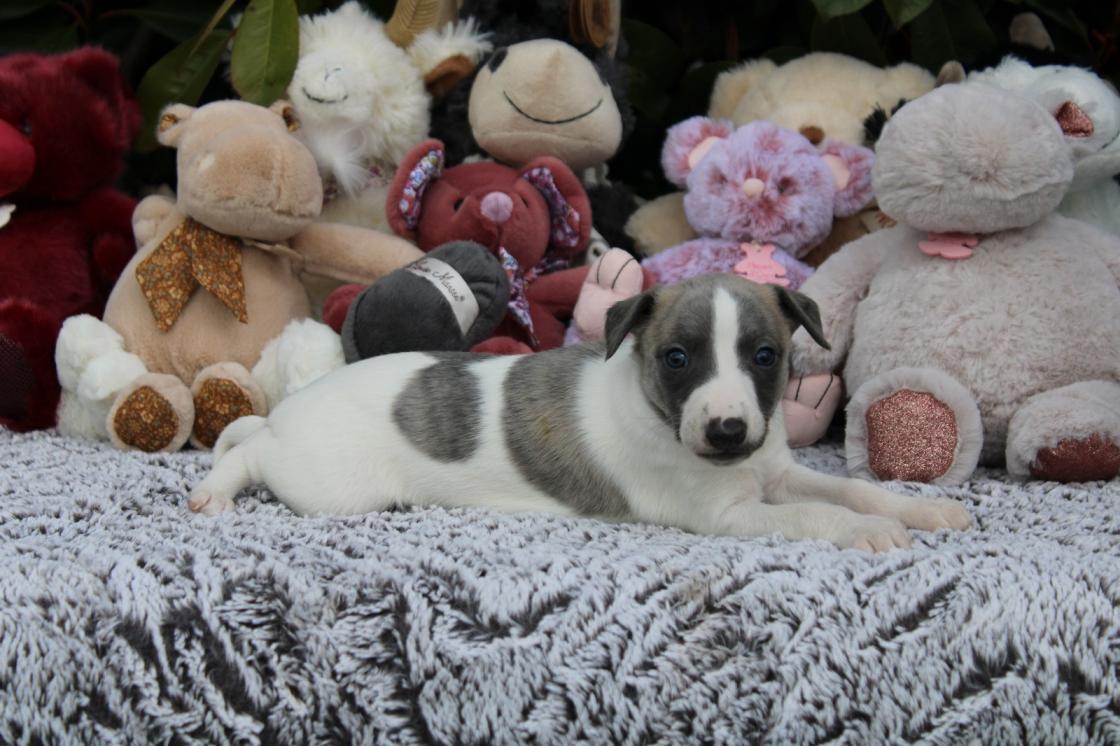 chiot disponible