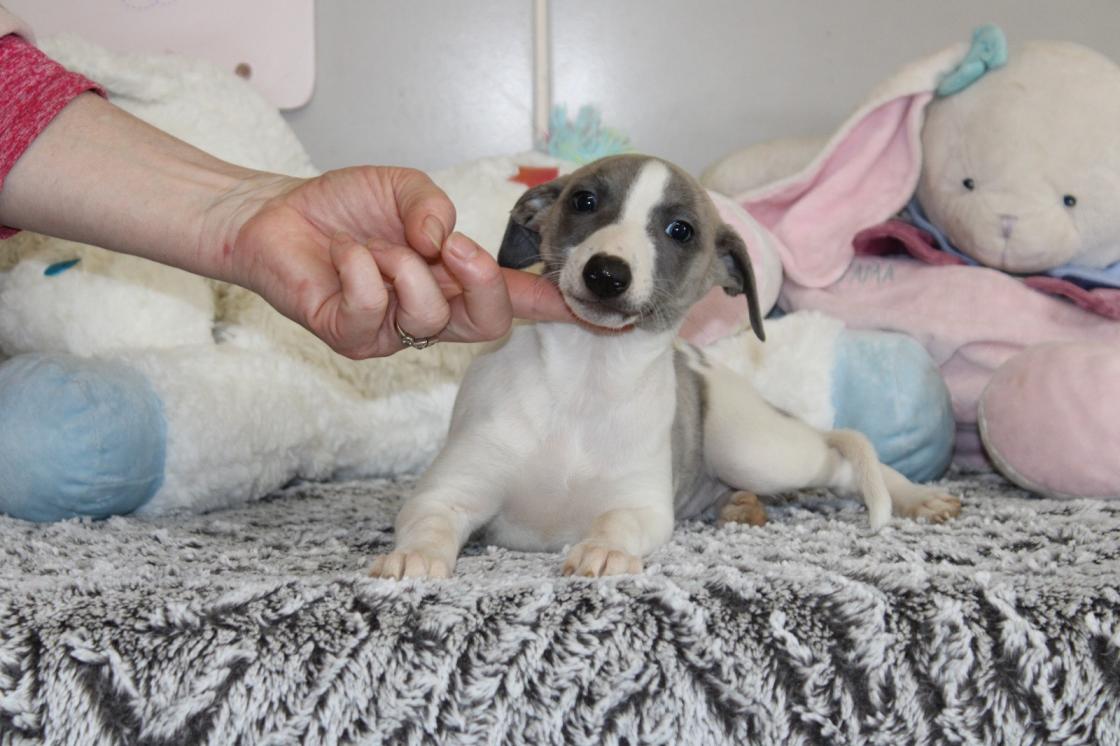 chiot disponible