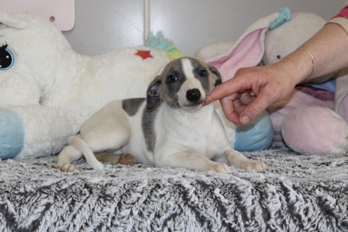 Chiot Whippet Disponible
