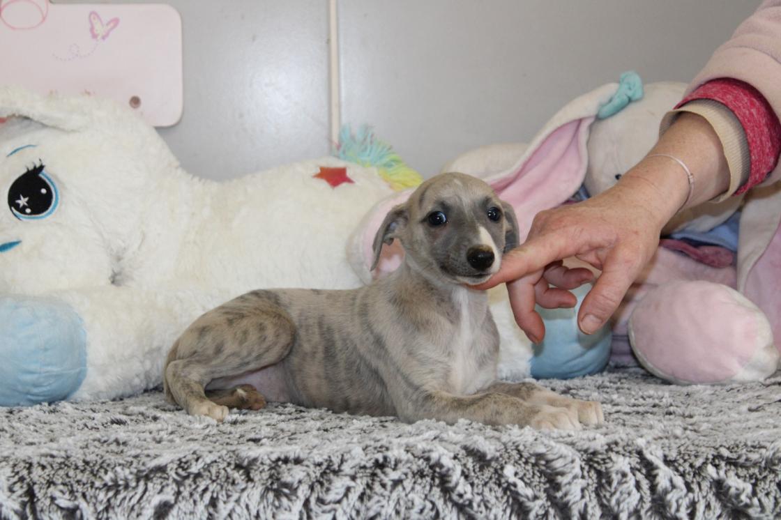 Chiot Whippet Disponible