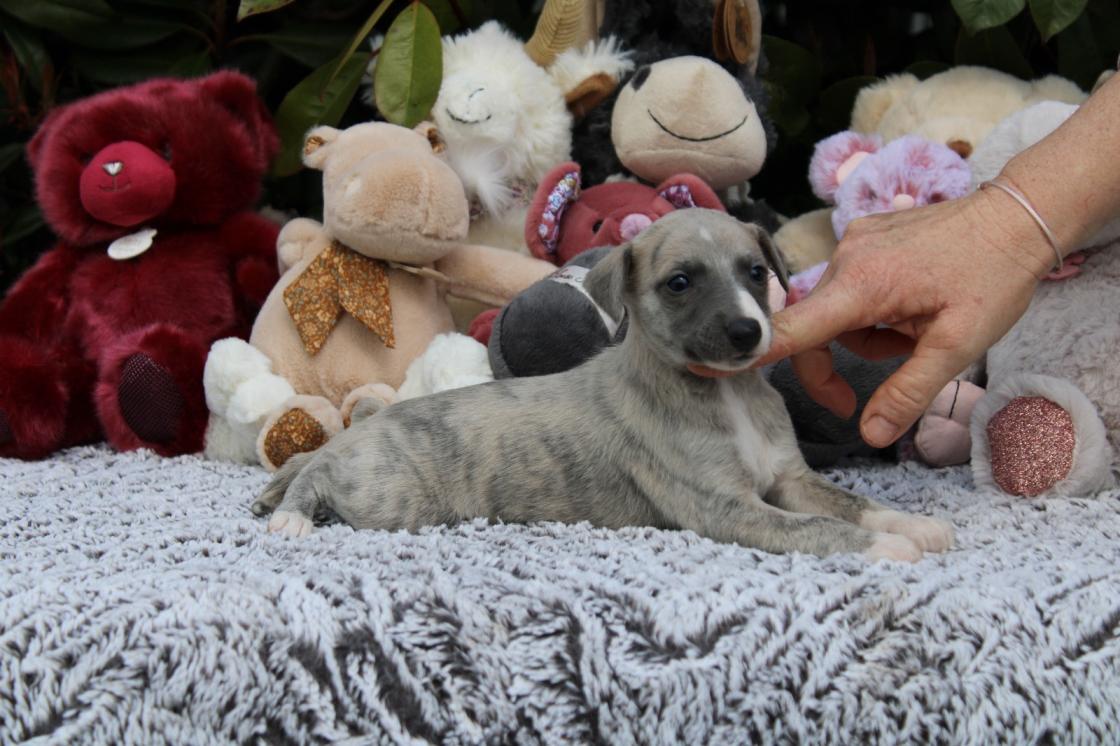 chiot disponible