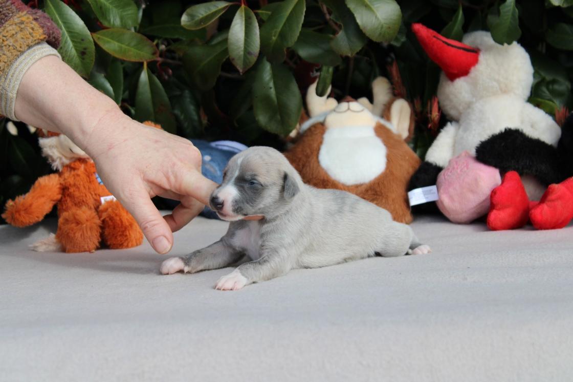 chiot disponible