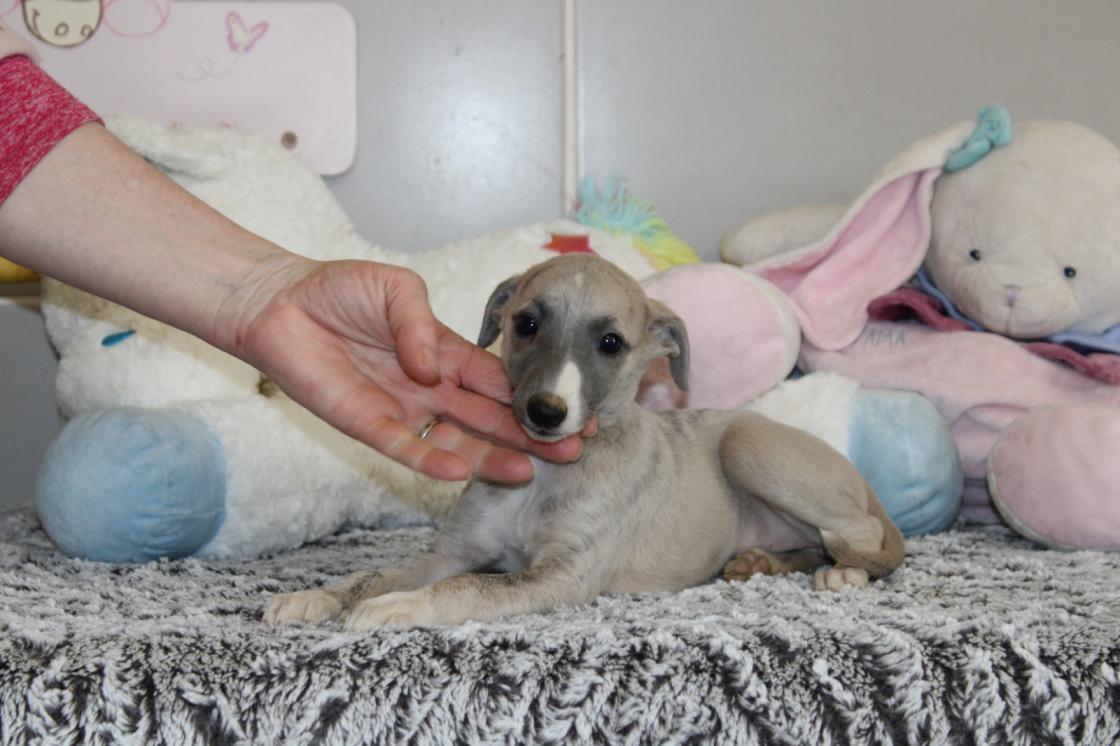 chiot disponible