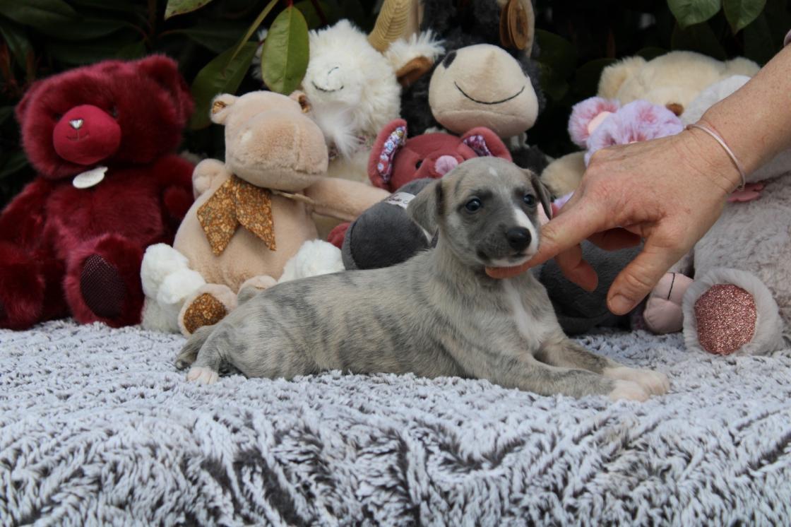 chiot disponible