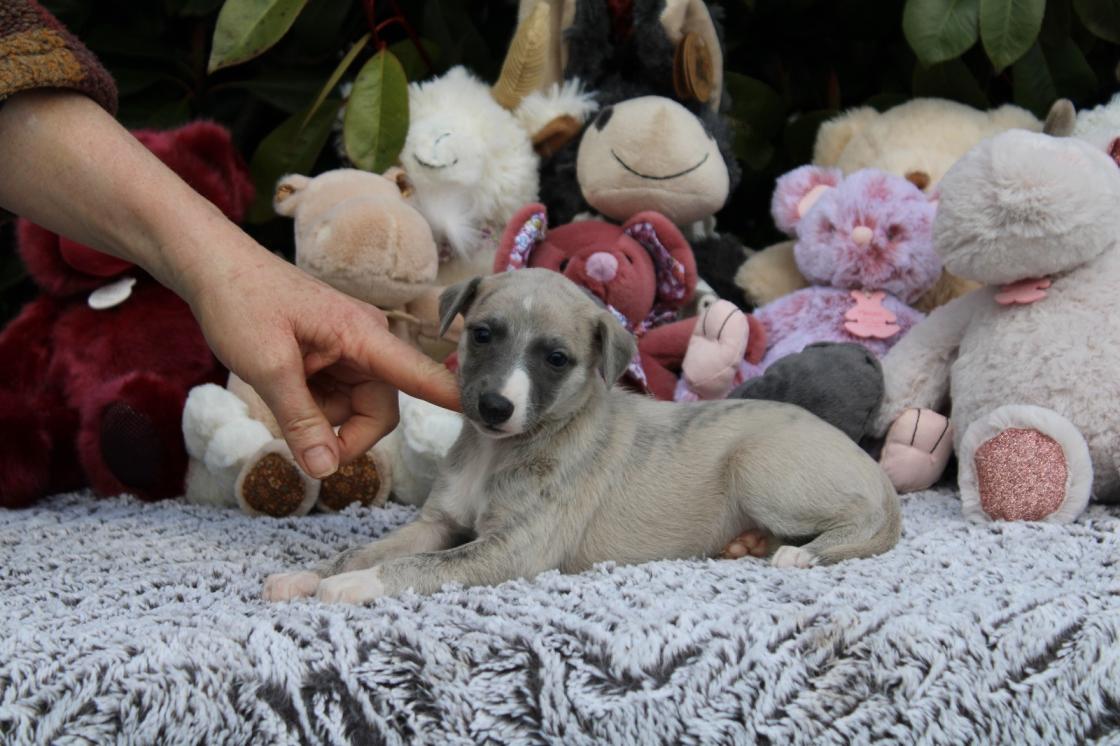 chiot disponible