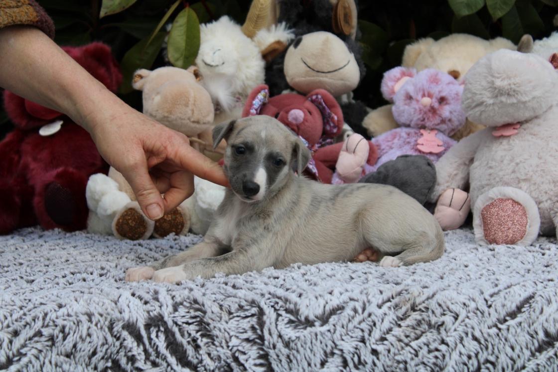 chiot disponible