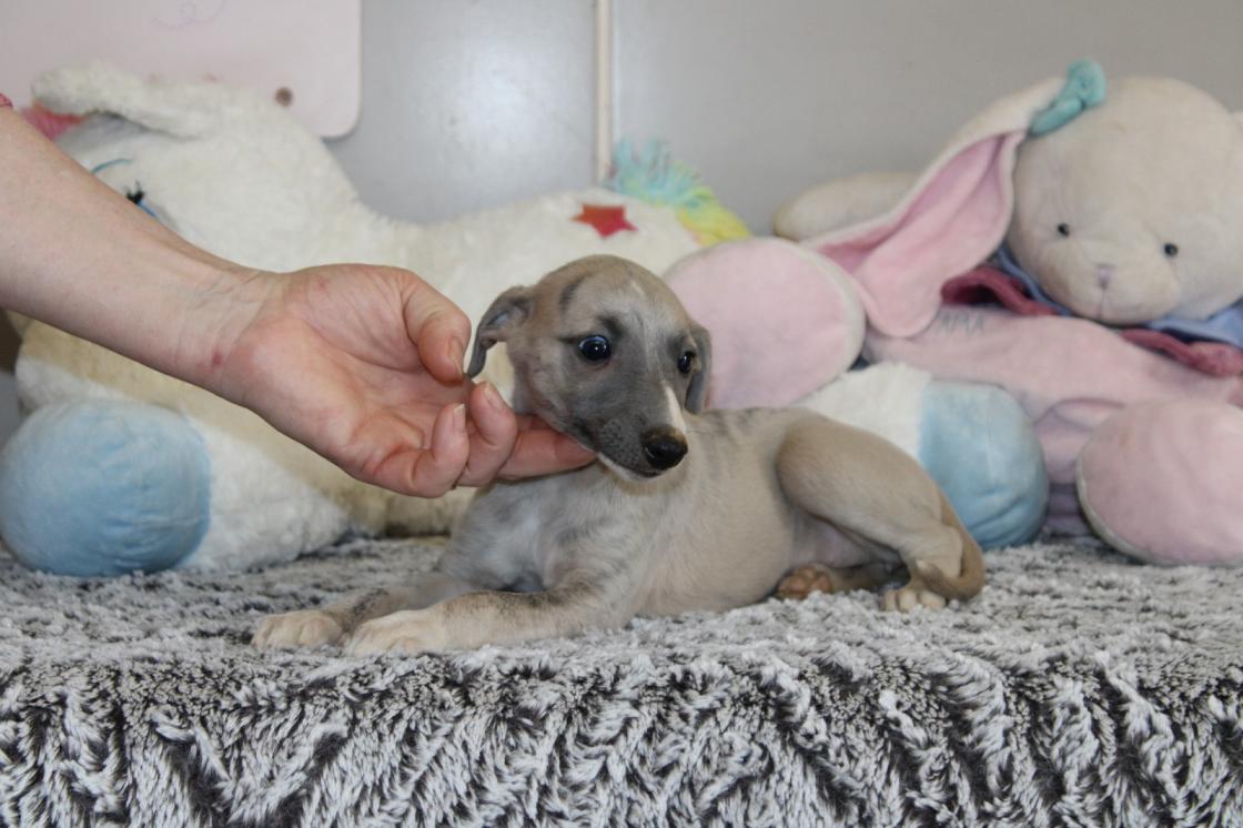 chiot disponible