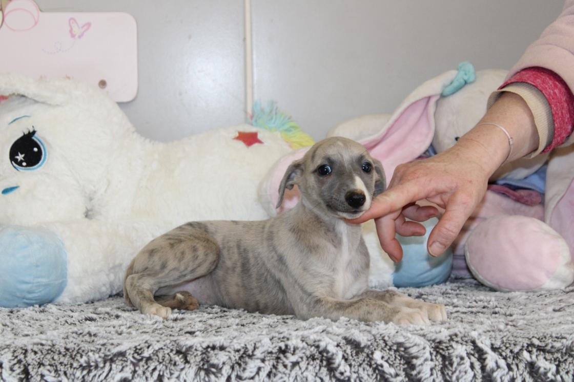 chiot disponible