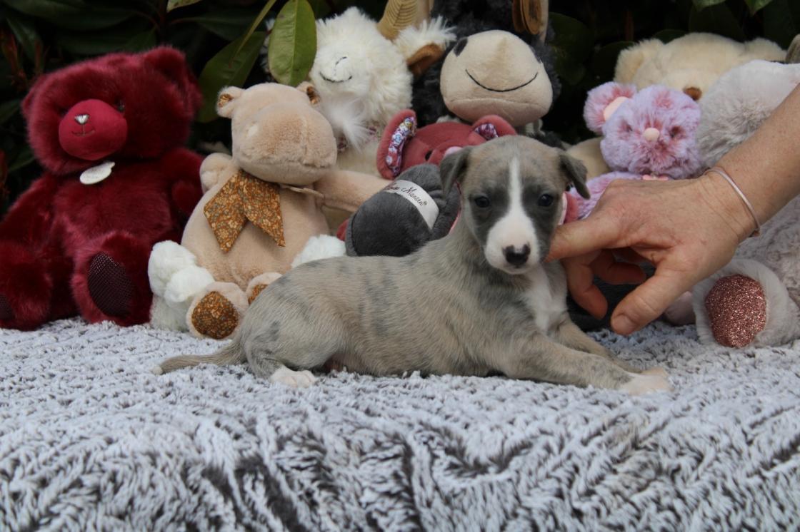 chiot disponible