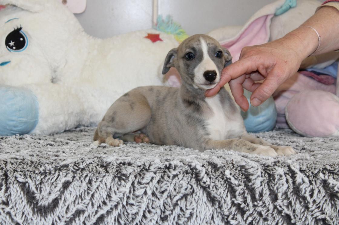chiot disponible