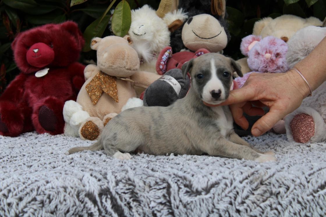 chiot disponible