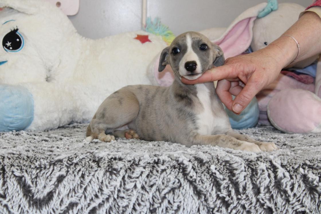 chiot disponible