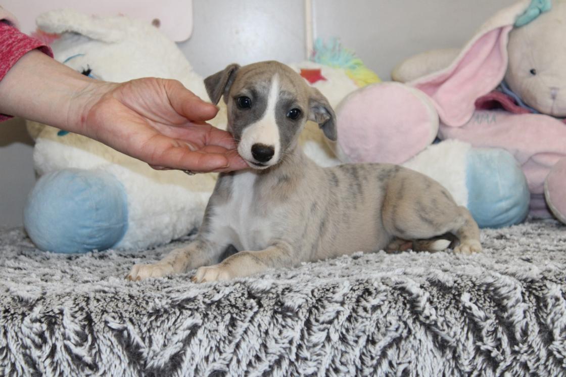 chiot disponible